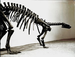 Prähistorie: Skelett des Camptosaurus-Dinosauriers (Camptosaurus Browni). Periode des Oberjura. Museo civico di storia naturale, Mailand von Prehistoric Prehistoric
