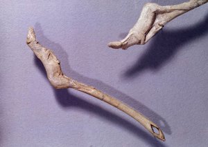 Vorgeschichte: zwei Wurfspeere genannt „zum springenden Pferd“ aus Rentierholz. Periode des mittleren Magdalénien