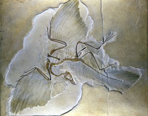 Urvögel wurden Archaeopteryx genannt. Vollständige Fossilien wurden in Bayern in den oberen Jura-Schiefern gefunden von Prehistoric Prehistoric