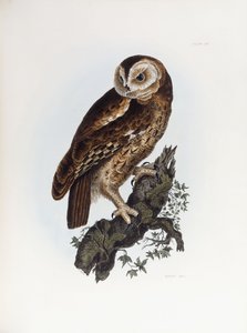 Waldkauz, 1841