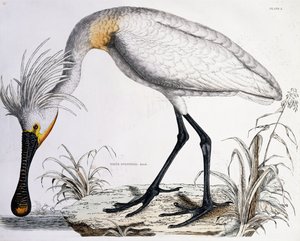 Weißer Löffler, 1834