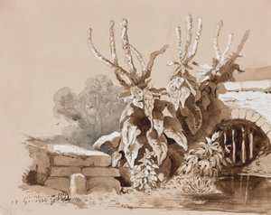 Studie von Pflanzen an einem Graben, mit Ergänzungen eines Lehrers, 1856