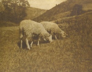Schafe, 1901