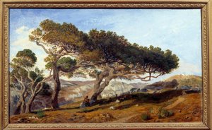 Kiefern in der Landschaft von Aix-en-Provence