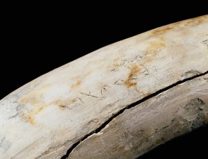 Punic Kunst: Elfenbeinverteidigung mit eingravierter Inschrift. Aus Bajo de la Campana (Cartagena) Museo de Cartagena Cartagena Spanien