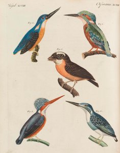 Kinderbilderbuch, Kinderenzyklopädie von Friedrich Johann Justin Bertuch