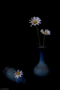 Elegante Gänseblümchen in Blau