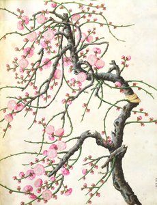 Pfirsichblüte von Qing Dynasty Chinese School