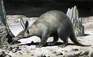 Aardvark von R.B. Davis