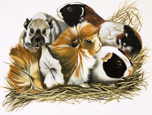 Alle Arten von Meerschweinchen von R.B. Davis