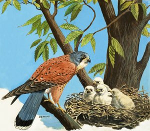 Turmfalke und Küken von R.B. Davis