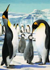 Königspinguin von R.B. Davis