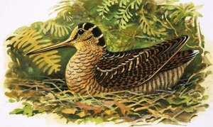 Naturbetrachtung: Die Waldschnepfe