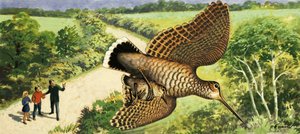 Naturbetrachtung: Der Waldschnepfe von R.B. Davis