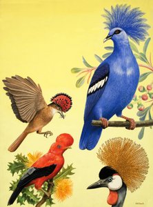 Naturwunderland: Vögel mit Kronen von R.B. Davis