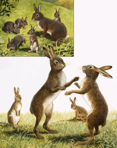 Das Königreich der Natur: Treffen Sie den verrückten Märzhasen von R.B. Davis