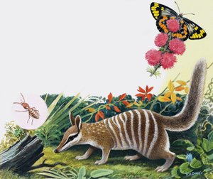 Numbat von R.B. Davis