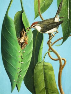 Der Schneider Vogel von R.B. Davis
