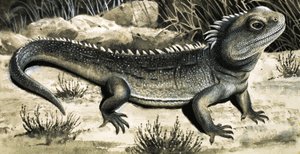 Der Tuatara von R.B. Davis