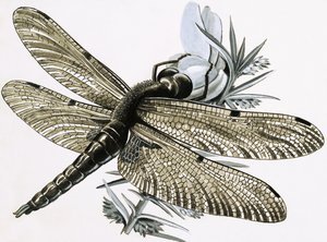Die Libelle von R.B. Davis