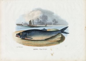 Atlantischer Hering, 1863-79