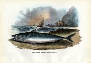 Atlantischer Makrele, 1863-79