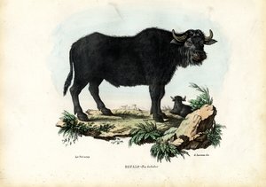Büffel, 1863-79