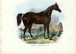 Englisches Pferd, 1863-79