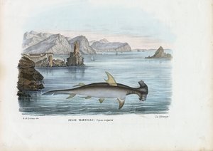 Hammerhai, 1863-79