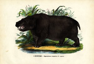Nilpferd, 1863-79 von Raimundo Petraroja
