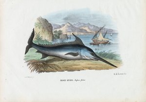 Schwertfisch, 1863-79