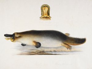 Ein Schnabeltier an einem Teich, mit einer Detailansicht seines Schnabels