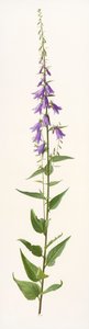 Adenophora-Art von Raymond Booth