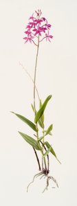 Barkeria skinneri von Raymond Booth