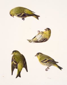 Vier Studien eines Erlenzeisigs von Raymond Booth