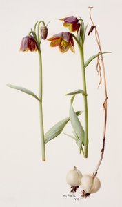 Fritillaria daviesii von Raymond Booth