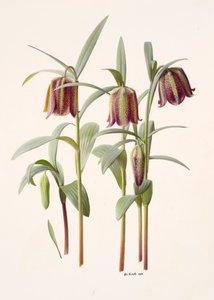 Fritillaria kotschyana von Raymond Booth