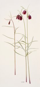 Fritillaria montana