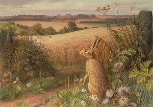Hase auf einem Feld von Raymond Booth