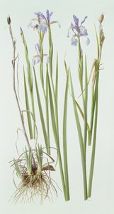 Iris Spuria