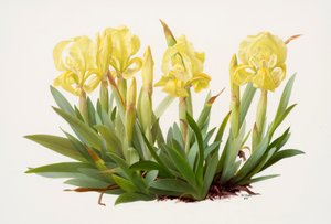 Iris lutescens