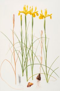 Iris spuria, 2002 von Raymond Booth