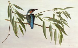 Eisvogel von Raymond Booth