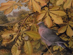 Oktober: Taube in Rosskastanie