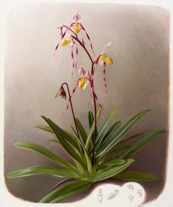 Orchidee von Raymond Booth