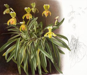 Orchideen
