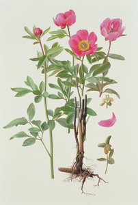 Paeonie Arietina