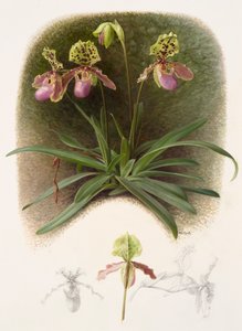 Paphiopedilum henryi von Raymond Booth