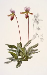Paphiopedilum barbatum