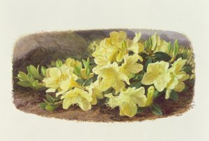 Rhododendron Keiski
